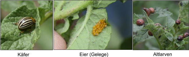 Käfer Eier (Gelege) Altlarven