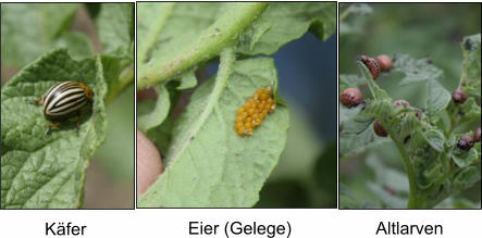 Käfer Eier (Gelege) Altlarven